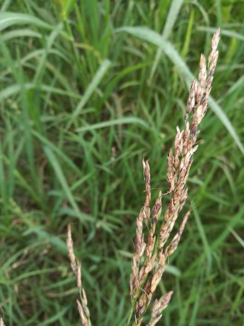 Sorghum halepense